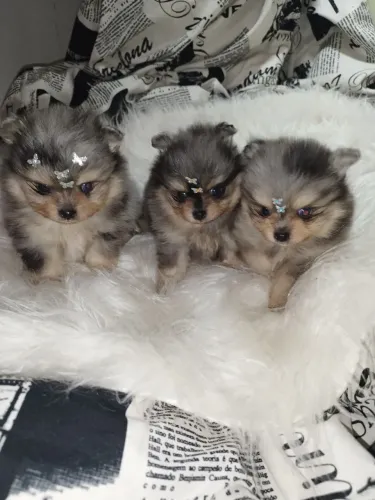 Spitz alemão anão -Lulu da Pomerânia - Merle exoticos 