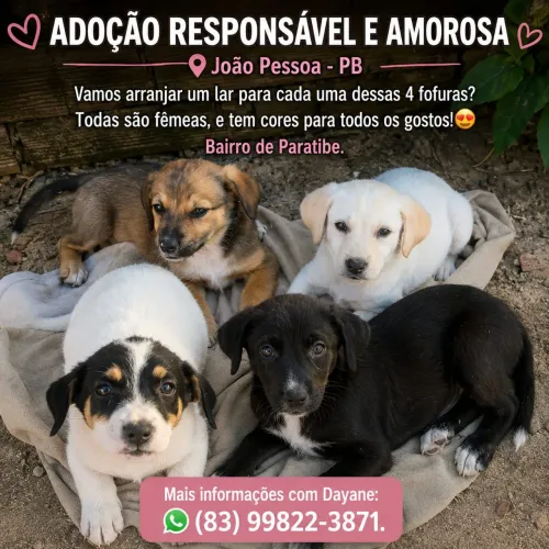 Cachorros filhotes para adoção responsável 
