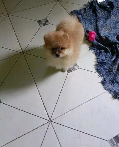 Vendo Um filhote de Spitz alemão Lulu da Pomerânia macho 