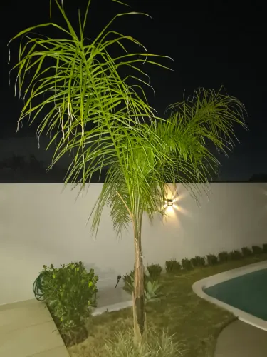 PALMEIRA DE JARDIM