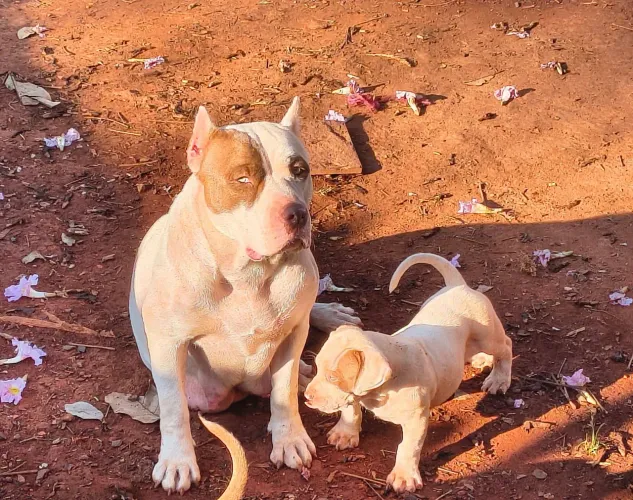 Lindos filhotes de pitmonster, assistência veterinária