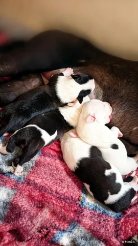Vende-se filhote de Pit Bull 