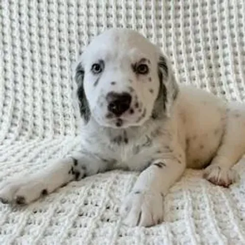 Dálmata,Dálmata Filhote com Excelente Padrão da Raça e Muito Charme