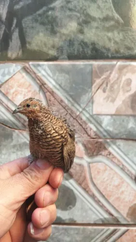 Vende-se codornas mini chinesa
