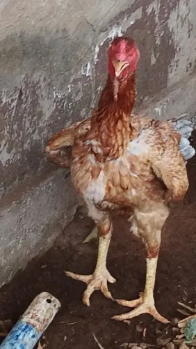 Ovos indo gigante