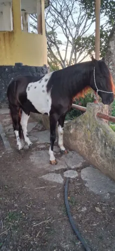 Cavalo pra vender 