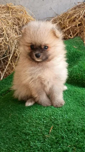 Lulu da pomerânia entrega imediata