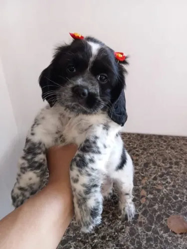 Vendo, raça Spaniel Inglês