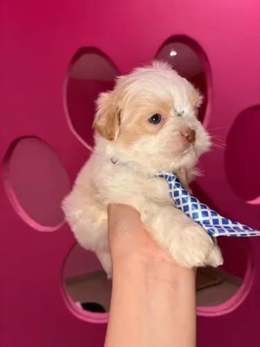 Shih tzu lindo macho ! Venha conferir