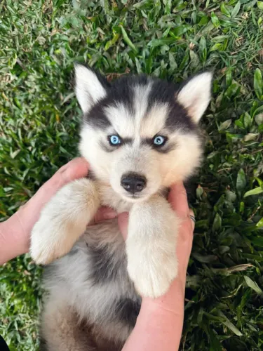 Bebês Husky