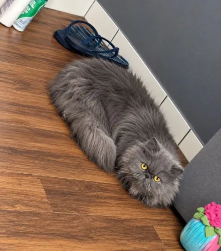 LINDA GATA PERSA ADULTA