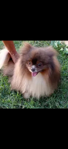 Spitz alemão macho adulto 