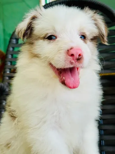 Border Collie