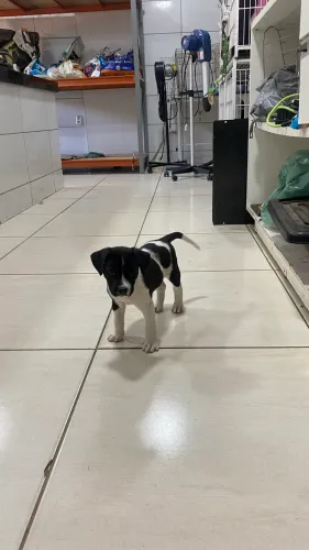 Cachorrinhas fêmeas mestiças de pastor para adoção