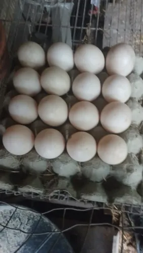 Ovos de pata 