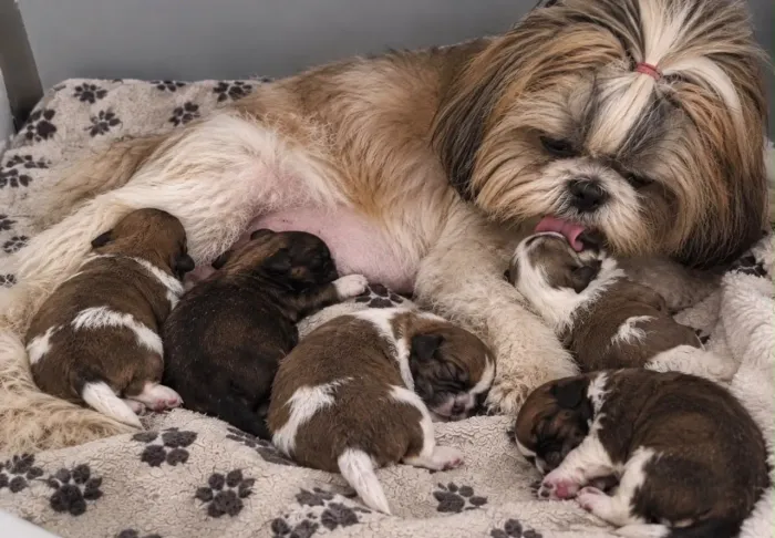 Lindos filhotinhos de shih tzu para doação