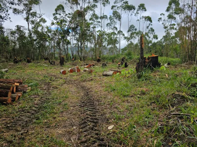 Sítio em meio a natureza 100 mil m2 em Taiaçupeba Mogi das Cruzes