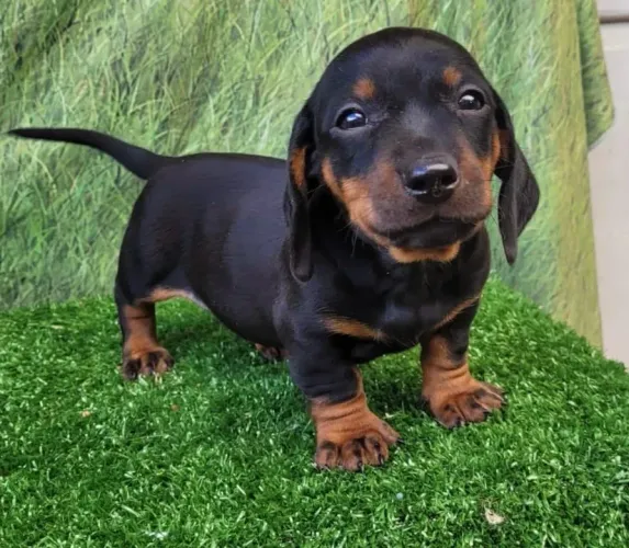 Dachshund Menino
