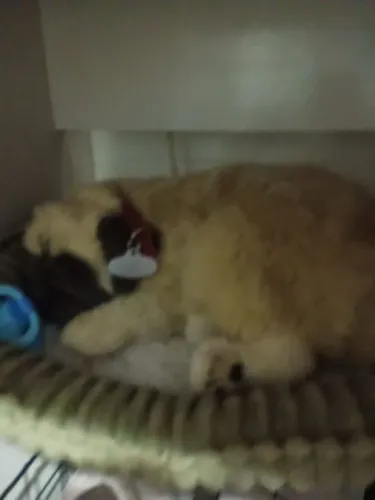 Brinquedo de Pug filhote à venda