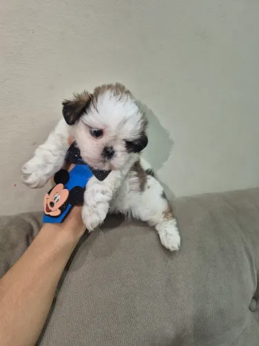 Shitzu macho micro