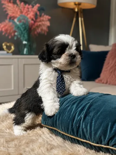Magnífico filhote de Lhasa apso macho para você promoção 