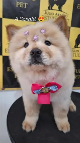 Fêmea de Chow Chow 