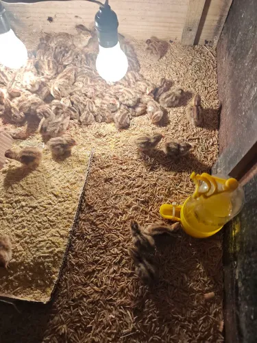 Codornas japonicas originais recém nascidas.