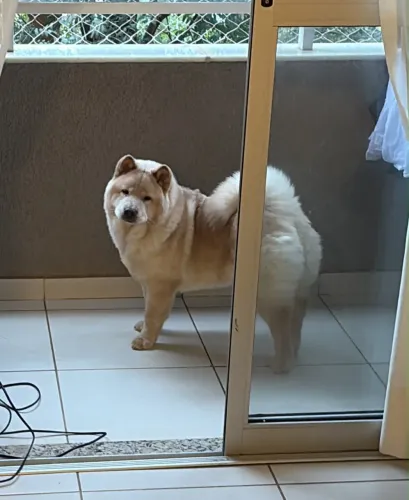 Doação filhote de Chow chow