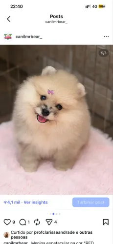 Spitz alemão anão - Lulu da Pomerania.