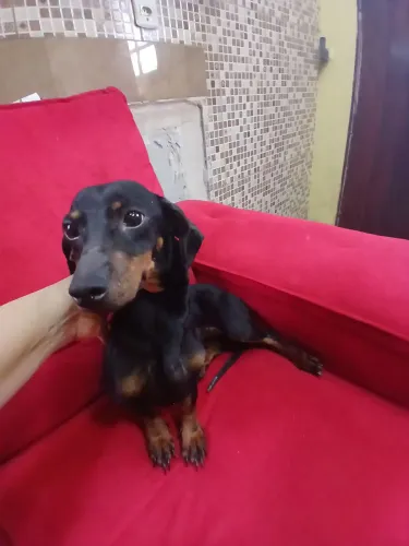 Dachshund FÊMEA 1 ano 6 meses