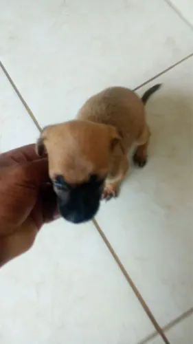 Doação de cachorrinhos
