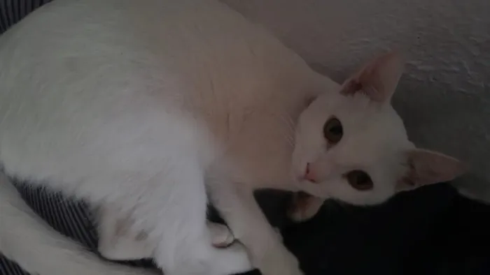 Doa-se gatinha branca