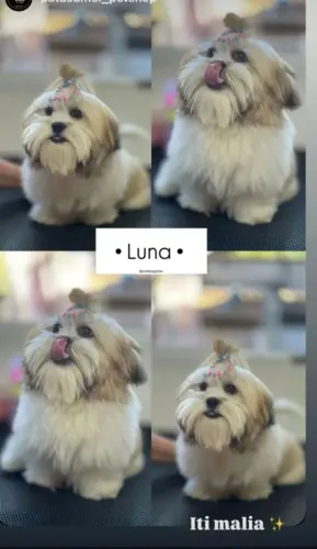 VENDO Shih Tzu fêmea 