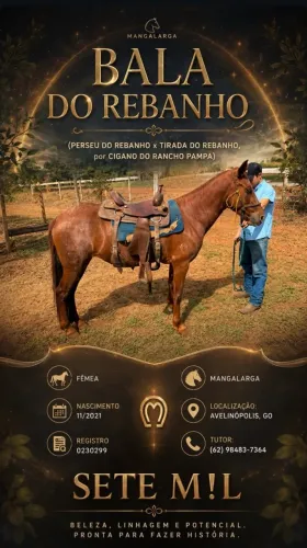 Égua Manga Larga registrada!