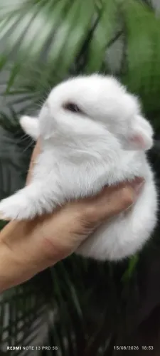 Coelhinho da raça netherland dwarf