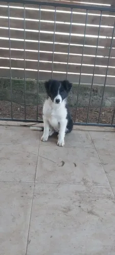 Border collie