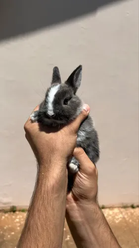 Filhote de Coelho Netherland 