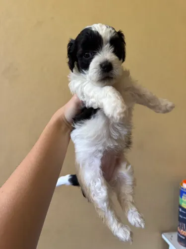 Lhasa apso macho e fêmea, promoção pra hoje 