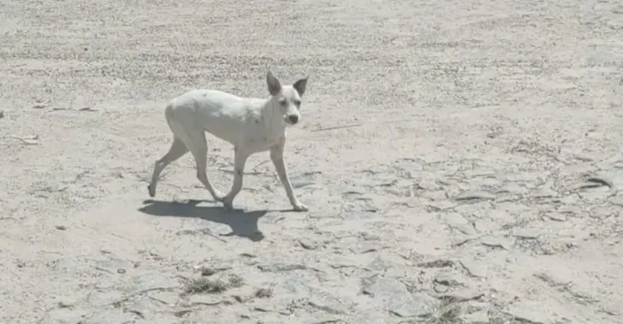 Cachorrinha para adoção responsável