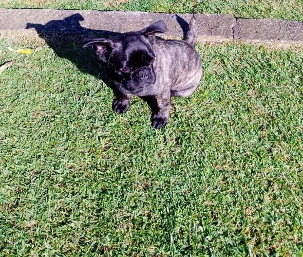 Cachorro Pug 6 meses