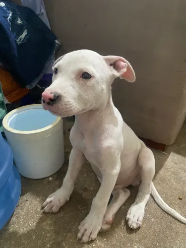 Filhote macho de pitbull 