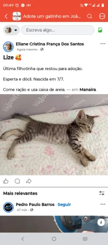 Gatinha filhote para adoção