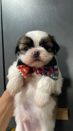 Mini SHIHTZU 