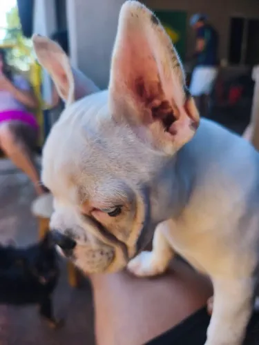 Bulldog Francês fêmea 3 meses vacina V8 importada e vermífugo em dias