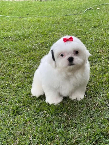 Filhote fêmea Shitzu - Com Pedigree - Cartão até 12x
