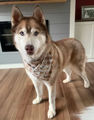 HUSKY SIBERIANO ? FILHOTES DISPONÍVEIS