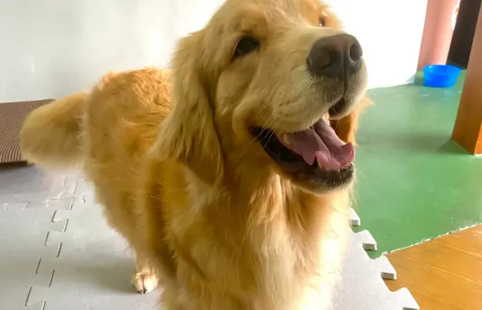 Doação de Golden Retriever