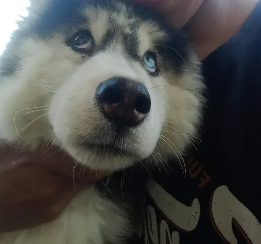 Vende-se husky siberiano