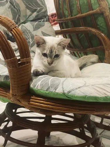 Gatinha fêmea castrada