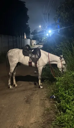 Cavalo mangalarga puro
